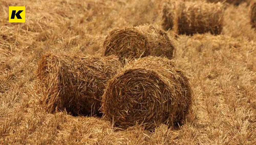 秸稈環(huán)保餐具的市場(chǎng)前景為什么這么好？！